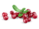 image huile de cranberry