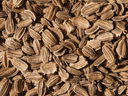 graine de carotte pour huile